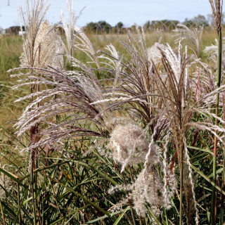 MISCANTHUS Windy ® 'Zephyr'