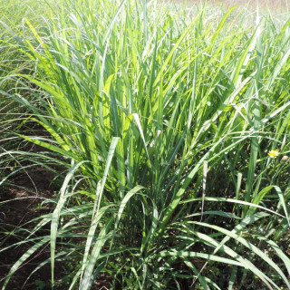 MISCANTHUS Windy ® 'Zephyr'