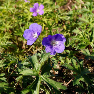 GERANIUM 'Orion'