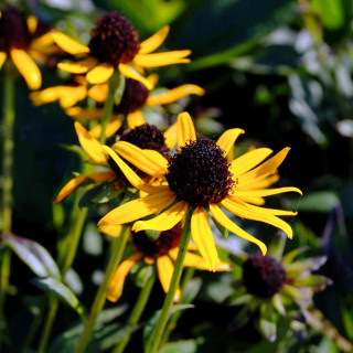 RUDBECKIA fulgida 'Little Goldstar'