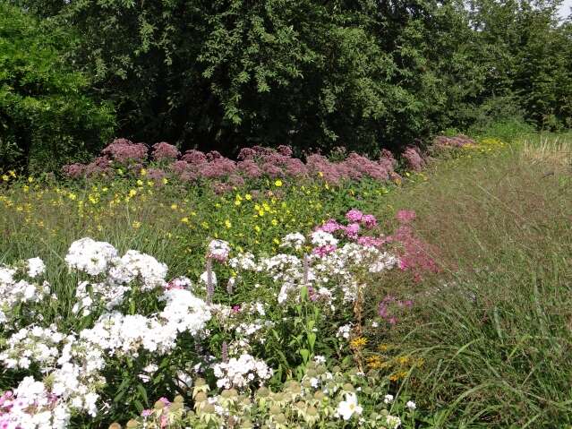 fleurs vivaces