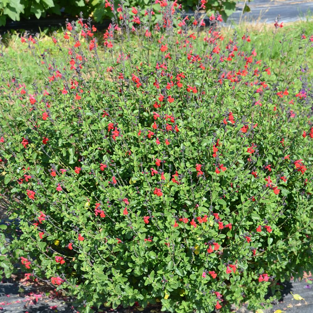 Plantes Vivaces SALVIA jamensis 'Rêve Rouge' ® - Sauge arbustive en vente -  Pépinière Lepage
