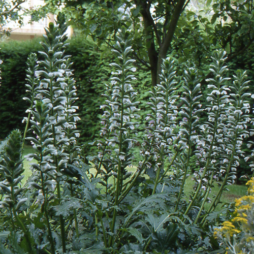 Plantes Vivaces ACANTHUS mollis - Acanthe à Feuilles Molles en vente -  Pépinière Lepage