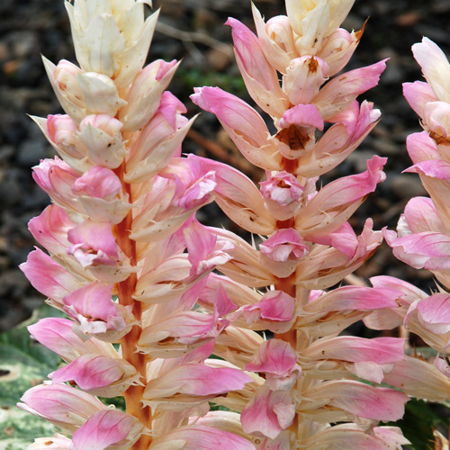 ACANTHUS 'Whitewater' ®