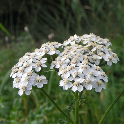 Achillea millefolium 'White Beauty' - Vente Achillée millefeuille blanche