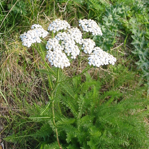 L'achillée millefeuille