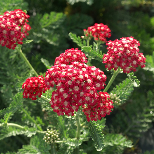 Plantes Vivaces ACHILLEA millefolium - Achillée millefeuille en vente -  Pépinière Lepage