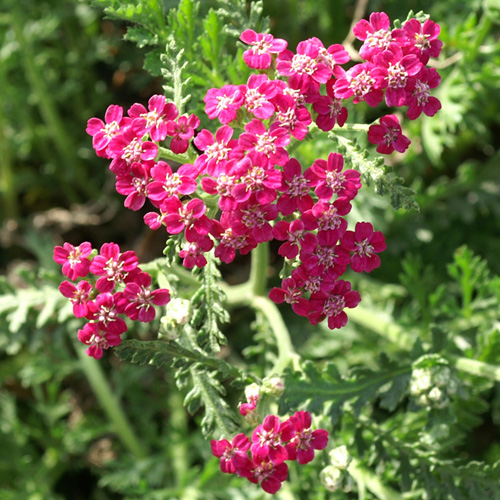 Plantes Vivaces ACHILLEA millefolium - Achillée millefeuille en vente -  Pépinière Lepage