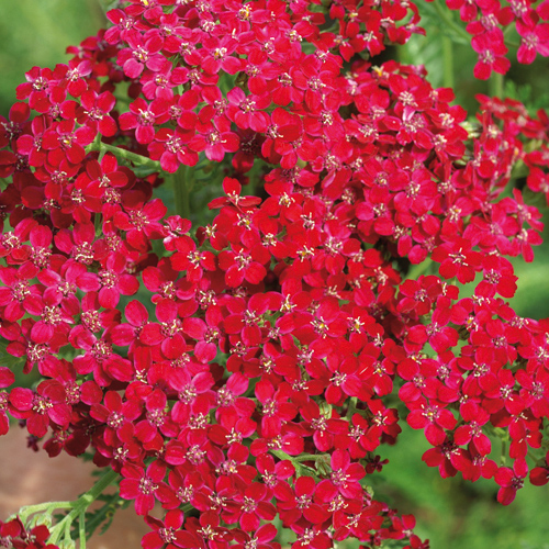 Plantes Vivaces ACHILLEA millefolium - Achillée millefeuille en vente -  Pépinière Lepage