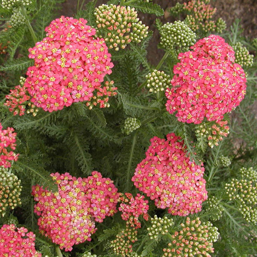 Plantes Vivaces ACHILLEA millefolium - Achillée millefeuille en vente -  Pépinière Lepage