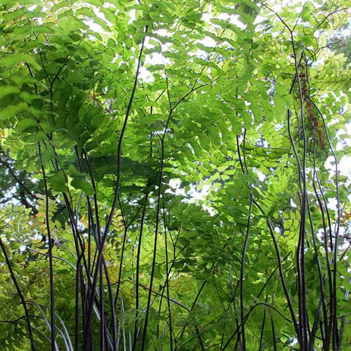 ADIANTUM pedatum ADIANTUM pedatum