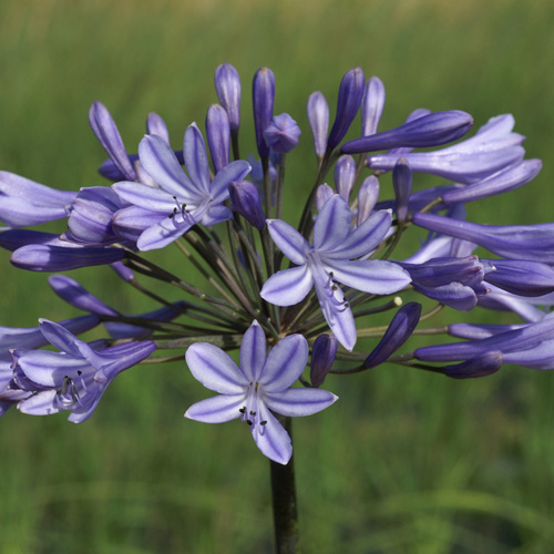 AGAPANTHUS 'Dr Brouwer'