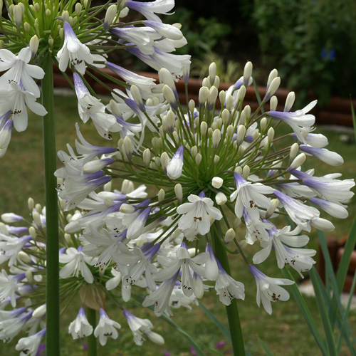 AGAPANTHUS 'Enigma' AGAPANTHUS 'Enigma'