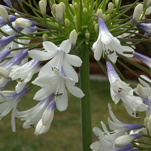 AGAPANTHUS 'Enigma' AGAPANTHUS 'Enigma'
