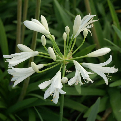 AGAPANTHUS 'Thumbelina' AGAPANTHUS 'Thumbelina'