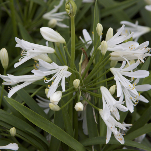 AGAPANTHUS 'Thumbelina' AGAPANTHUS 'Thumbelina'