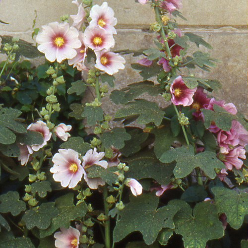 ALCEA ficifolia ALCEA ficifolia