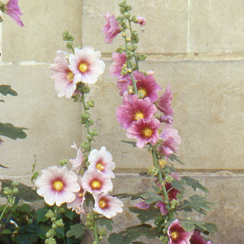 ALCEA ficifolia ALCEA ficifolia