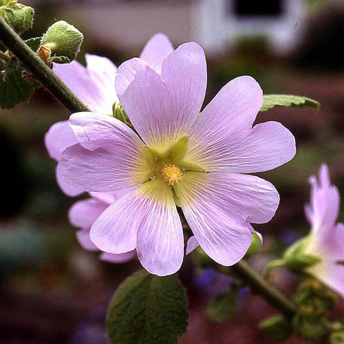 ALCEA rosea ALCEA rosea