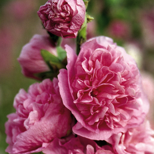 ALCEA rosea Chater's Double rose