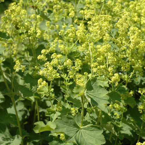 Alchémille (Alchemilla vulgaris) - Le jardin des vie-la-joie