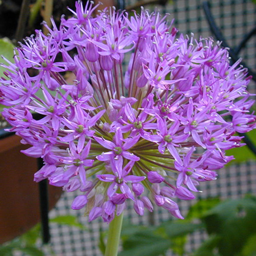 ALLIUM 'Gladiator' ALLIUM 'Gladiator'