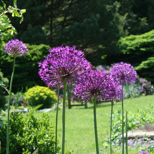 ALLIUM 'Gladiator' ALLIUM 'Gladiator'