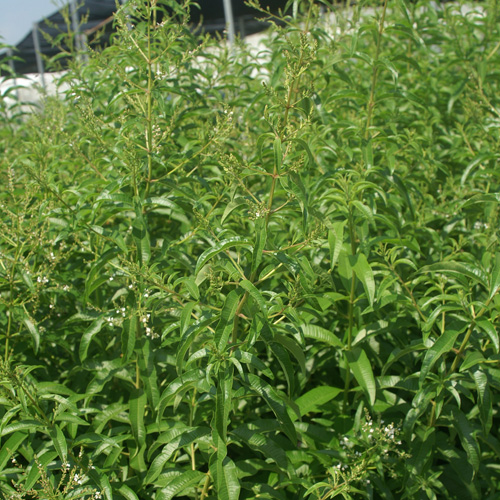 Verveine citronnelle ou Aloysia Triphylla - Aplamedom Réunion