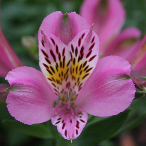 ALSTROEMERIA 'Charles' ALSTROEMERIA 'Charles'