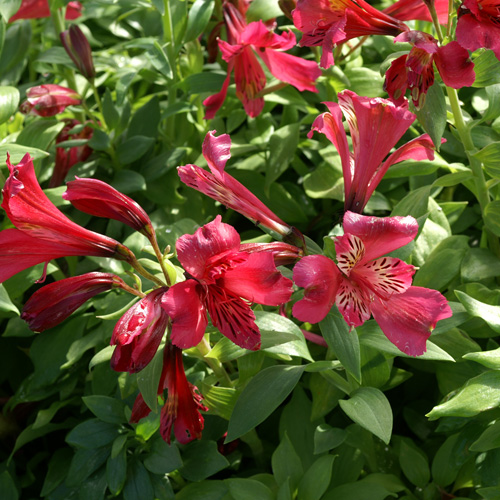 ALSTROEMERIA 'Dandy Candy' ALSTROEMERIA 'Dandy Candy'