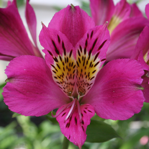 ALSTROEMERIA 'Montsoreau' ® ALSTROEMERIA 'Montsoreau' ®