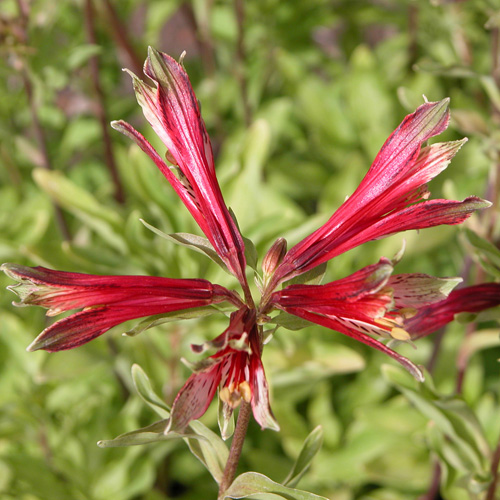ALSTROEMERIA psittacina 'Mona Lisa' ALSTROEMERIA psittacina 'Mona Lisa'