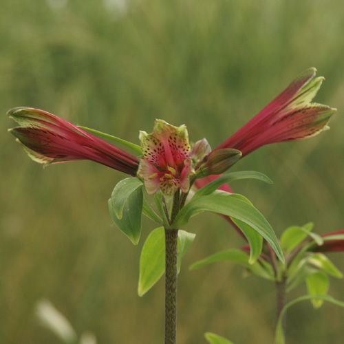 ALSTROEMERIA psittacina 'Mona Lisa' ALSTROEMERIA psittacina 'Mona Lisa'