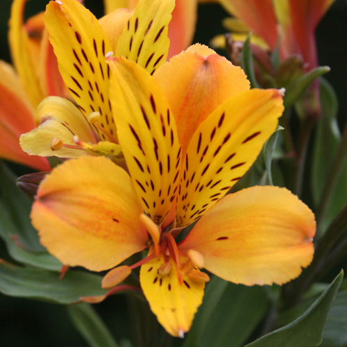 ALSTROEMERIA 'Serrant' ® ALSTROEMERIA 'Serrant' ®