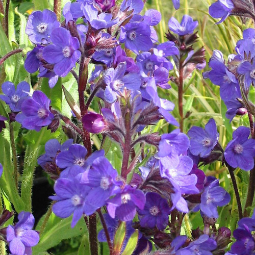 ANCHUSA azurea 'Loddon Royalist' ANCHUSA azurea 'Loddon Royalist'