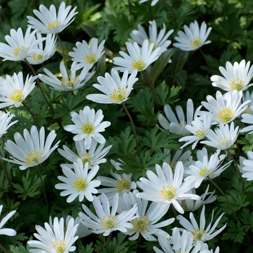 Bulbes ANEMONE blanda 'White Splendour' - Anémone en vente - Pépinière  Lepage