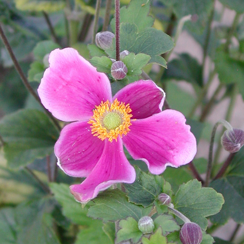 Plantes Vivaces ANEMONE hupehensis 'Praecox' - Anémone du Japon en vente -  Pépinière Lepage