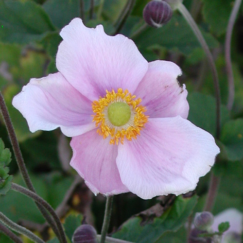 Plantes Vivaces ANEMONE hupehensis 'September Charm' - Anémone du Japon en  vente - Pépinière Lepage