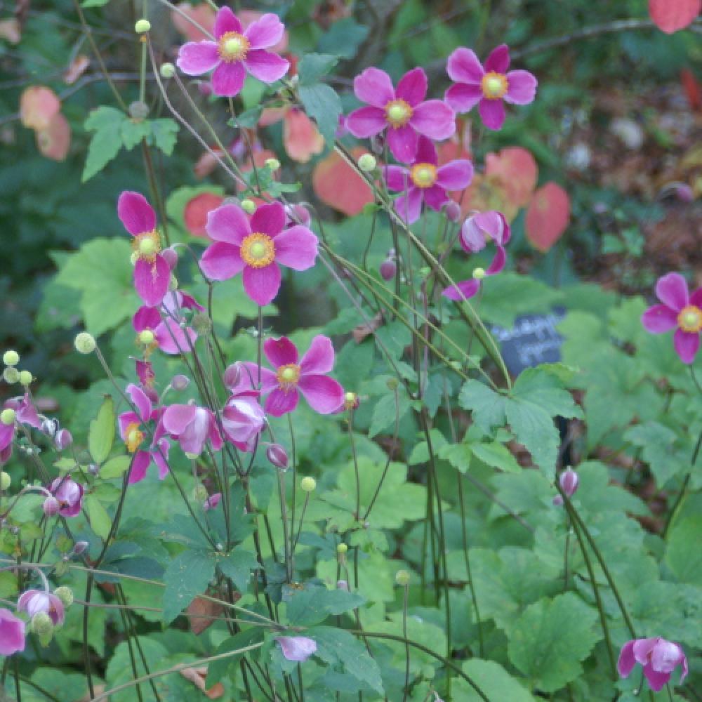 Plantes Vivaces ANEMONE hupehensis 'Splendens' - Anémone du Japon en vente  - Pépinière Lepage