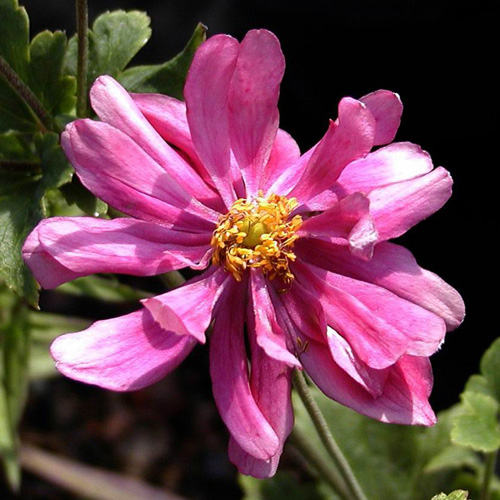 Plantes Vivaces ANEMONE hybrida 'Pamina' - Anémone du Japon en vente -  Pépinière Lepage