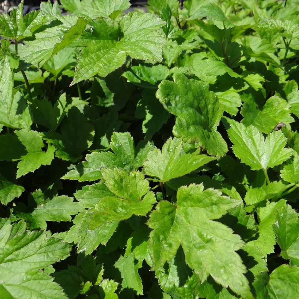 Plantes Vivaces ANEMONE hybrida 'Rubra Plena' - Anémone du Japon en vente -  Pépinière Lepage