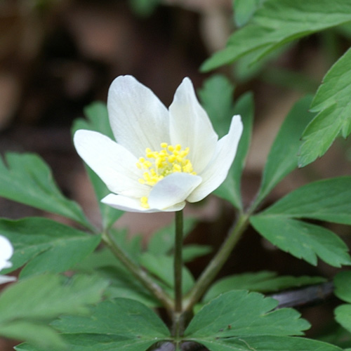 Bulbes ANEMONE nemorosa - Anémone des Bois - Anémone sylvie en vente -  Pépinière Lepage