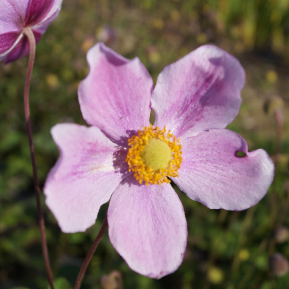 Plantes Vivaces ANEMONE hupehensis 'Bowles's Pink' - Anémone du Japon en  vente - Pépinière Lepage