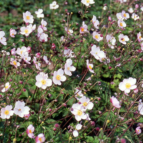 ANEMONE tomentosa 'Robustissima' ANEMONE tomentosa 'Robustissima'