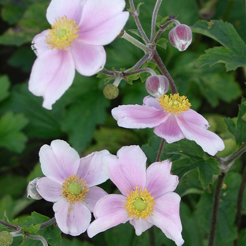ANEMONE tomentosa 'Robustissima' ANEMONE tomentosa 'Robustissima'