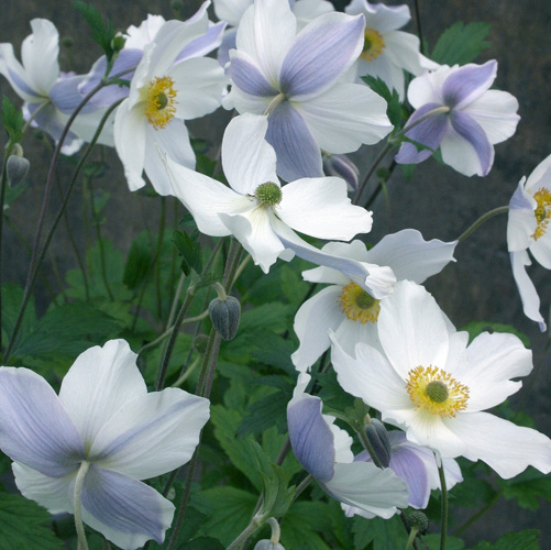 Plantes Vivaces ANEMONE 'Wild Swan' ® - Anémone du Japon en vente -  Pépinière Lepage