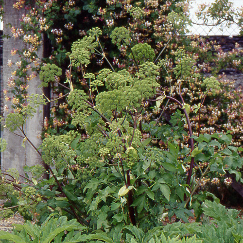 ANGELICA archangelica ANGELICA archangelica