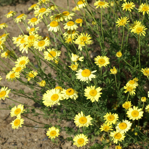 ANTHEMIS hybrida 'E.C. Buxton' ANTHEMIS hybrida 'E.C. Buxton'