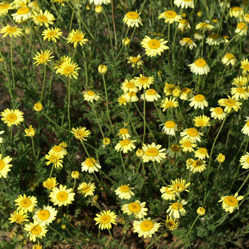 ANTHEMIS hybrida 'E.C. Buxton' ANTHEMIS hybrida 'E.C. Buxton'