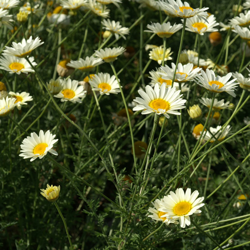 ANTHEMIS hybrida 'Sauce Hollandaise' ANTHEMIS hybrida 'Sauce Hollandaise'